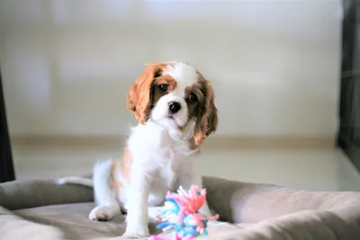 Cavalier King Charles spaniel / кавалер кинг Чарльз спаниель/ щенок кавалер  | Кавалер кинг чарльз спаниель, Кинг чарльз спаниели, Собачки
