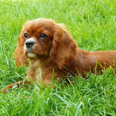 Центр для собак «Собака-Улыбака» | 🐕 Кавалер Кинг Чарльз Спаниель 🐕 |  Facebook