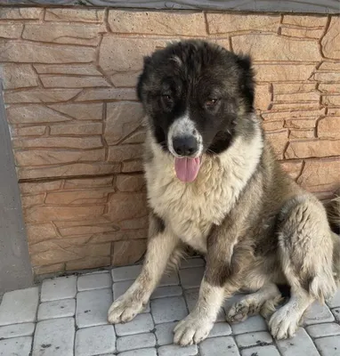 Кавказец собака фото фотографии