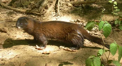 European Mink (Mustela lutreola) · iNaturalist