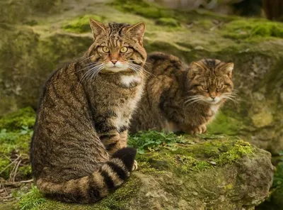 Кавказская лесная кошка фотографии