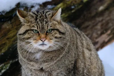 Фото Кавказской лесной кошки в хорошем качестве