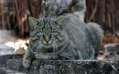 Кавказская лесная кошка - хорошее качество фото