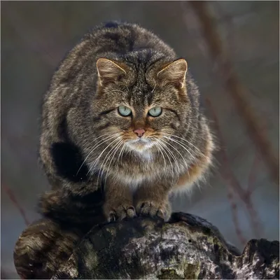Кошка Кавказской породы - фотография на выбор