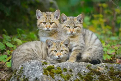 Фото Кавказской лесной кошки с возможностью выбора размера
