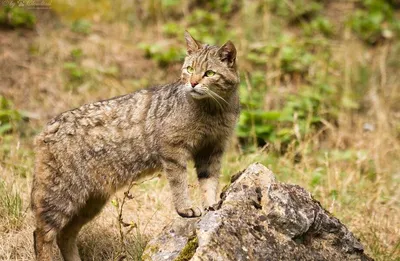 Кавказская лесная кошка - качественные изображения