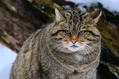 Фото Кавказской лесной кошки - прекрасная порода