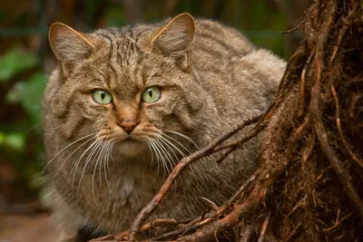 Изображения Кавказской лесной кошки - разные форматы