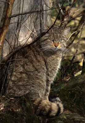 Кавказская лесная кошка - обои высокого разрешения
