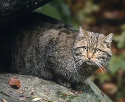Картинка кошки Кавказской породы - доступная загрузка