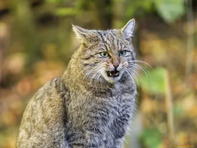 Фотографии Кавказской лесной кошки - разные варианты