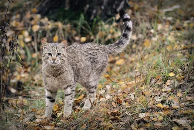 Кавказская лесная кошка - картинка для скачивания