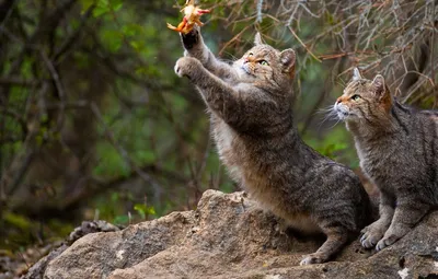 Кавказская лесная кошка - привлекательные фото