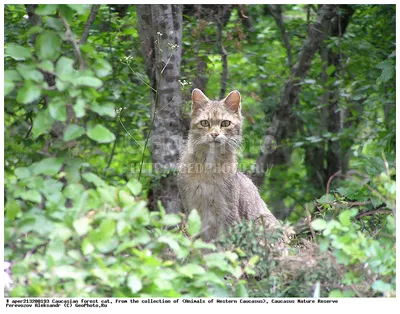 Фото Кавказской лесной кошки - великолепное качество