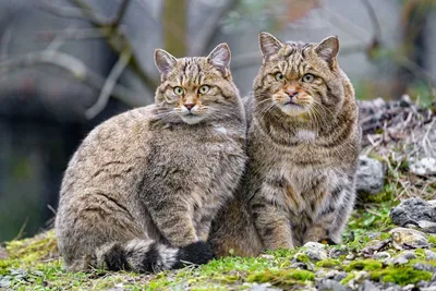 Картинка Кавказской лесной кошки - выбор размера и формата