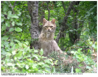 Фото Кавказской лесной кошки для фона экрана