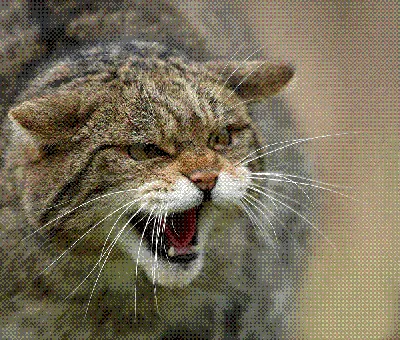 Изображение Кавказской лесной кошки в png формате