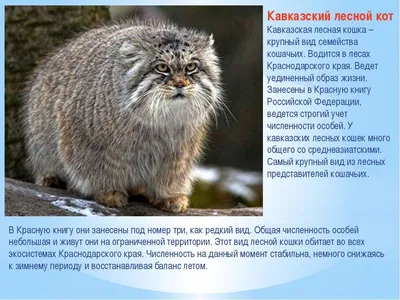 Фото Кавказской лесной кошки в высоком разрешении