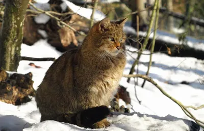 Кавказская лесная кошка в png формате