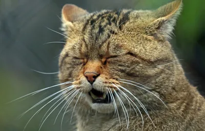 Кавказская лесная кошка - загрузка jpg картинки