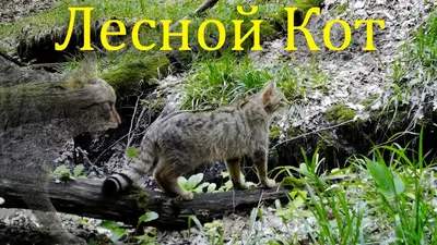 Кавказская лесная кошка с возможностью скачать - бесплатно