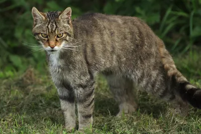 Кавказская лесная кошка - качественные фото и обои