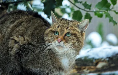 Кавказская лесная кошка - различные форматы изображений