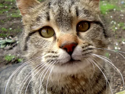 Картинка кошки Кавказской породы - бесплатное скачивание