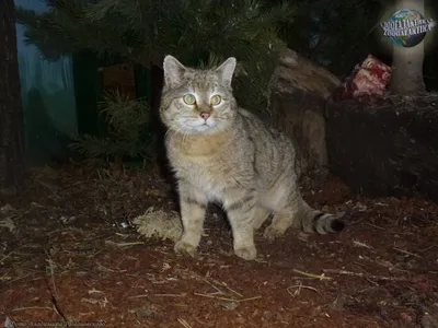 Кавказская лесная кошка - фото с высоким разрешением