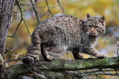 Картинка Кавказской лесной кошки - бесплатно