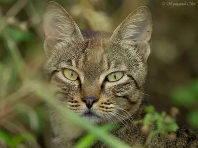 Фото Кавказской лесной кошки - элегантная порода