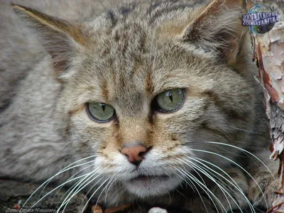 Изображение Кавказской лесной кошки - подходящий формат