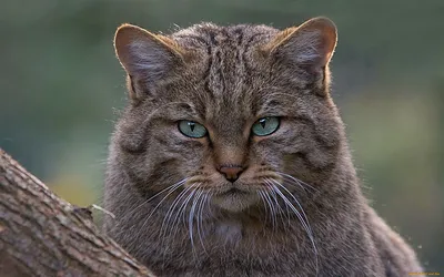 Кавказская лесная кошка - фотография