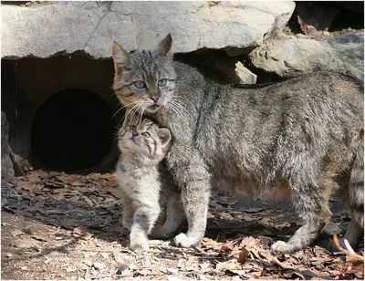 Изображение Кавказской лесной кошки - бесплатно