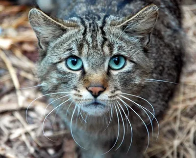 Фото Кавказской лесной кошки на фоне природы