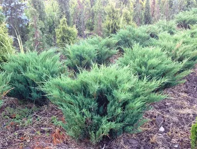 Можжевельник казацкий Мас (Juniperus sabina Mas) / Садовый центр Селятино