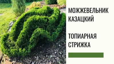 Можжевельник казацкий \"Tamariscifolia\"