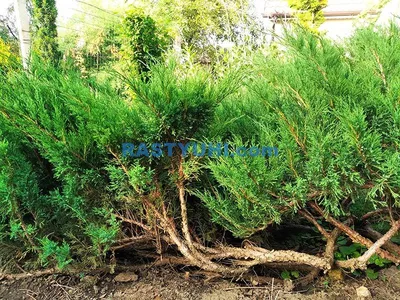 Можжевельник казацкий (Juniperus sabina) — путеводитель по отдыху в Крыму