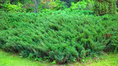 Можжевельник казацкий Glauca - Компания Greenday — Ландшафтный дизайн и  озеленение в городе Алматы и Алматинской области