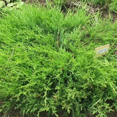 Можжевельник казацкий (Juniperus sabina) “Glauca” | Margaritka