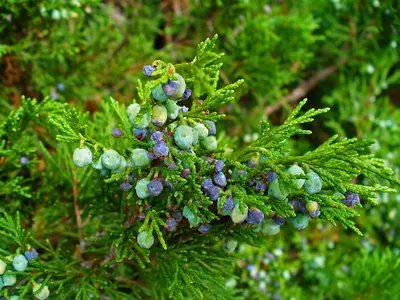 Можжевельник казацкий Mas (Juniperus sabina) — Азовский лесопитомник