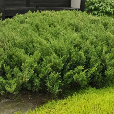 Можжевельник казацкий Tamariscifolia (Juniperus sabina Tamariscifolia) —  Азовский лесопитомник