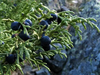 Можжевельник казацкий (Juniperus sabina) | Строим Сад