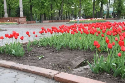 Ваш муж без вести пропал, хватит уже звонить\": как родные пропавших в  Украине российских военных пытаются вернуть их \"живыми или мертвыми\" - BBC  News Русская служба