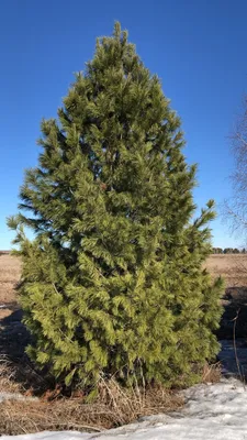 КЕДР СИБИРСКИЙ (PINUS SIBIRICA) — НКО \"NORD-NUC\"