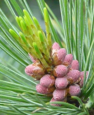 КЕДР ДАЛЬНЕВОСТОЧНЫЙ (PINUS KORAIENSIS) — НКО \"NORD-NUC\"