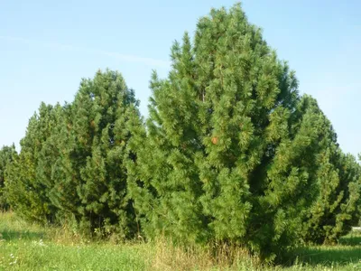 Кедр – дерево и древесина – Cedrus spp. (C. libani)