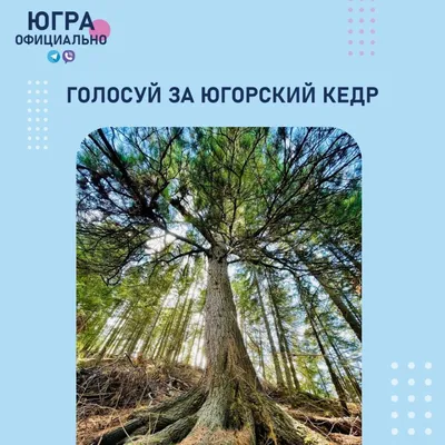 Купить Кедр Сибирский Ком/150-200/ в питомнике в Москве. Интернет-магазин  саженцев Садовый центр № 1