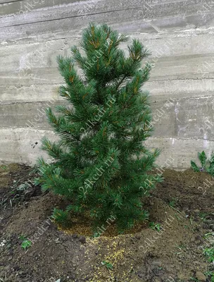 СОСНА КОРЕЙСКИЙ КЕДР (PINUS KORAIENSIS): купить саженцы сосны корейский кедр  (pinus koraiensis) почтой | PLOD.UA