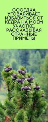 Саженцы, кедр сибирский, ЭКСТРА класс, 130-170 см. WRB купить с доставкой  по России, в Москву и СПб